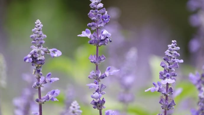 三陽メディアの花々