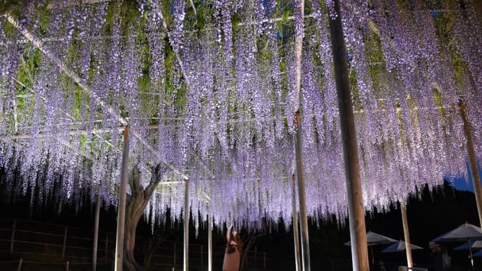 ふじの花狩り　栃木県足利市　あしかがフラワーパーク　夜の部ライトアップ（5）むらさき藤棚、藤のドーム