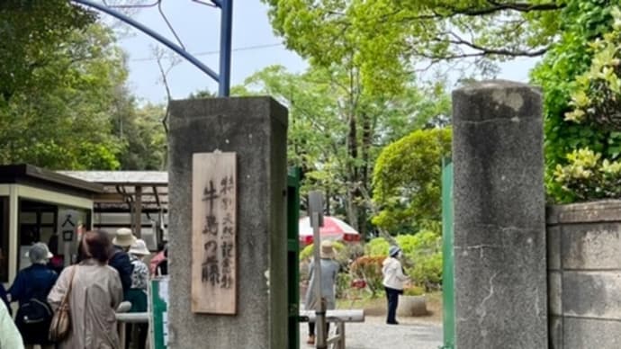 春日部 牛島の藤