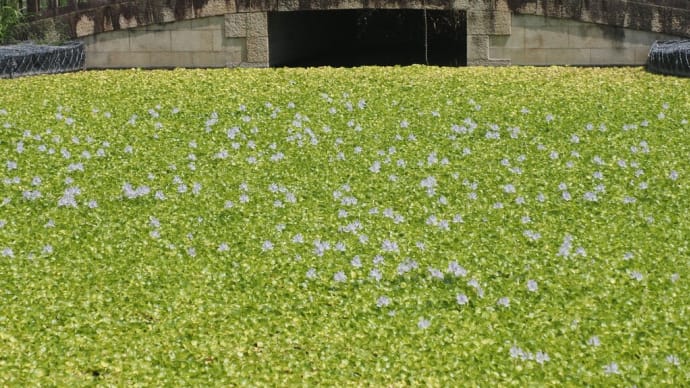 水城公園の「ホテイアオイ」