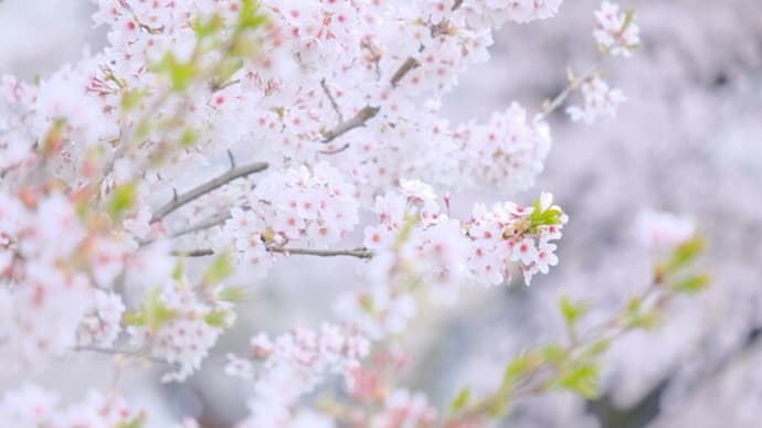 桜だより