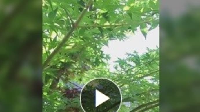 すだち !?