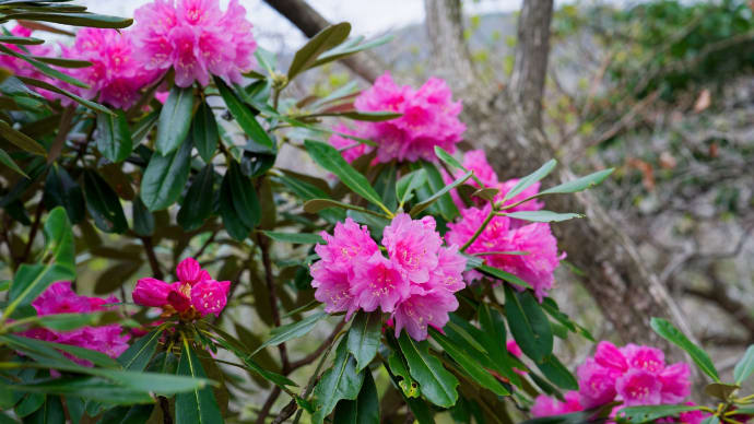 湖西の里山散策 その1(日本石楠花)