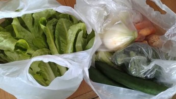 収穫野菜と頂き物