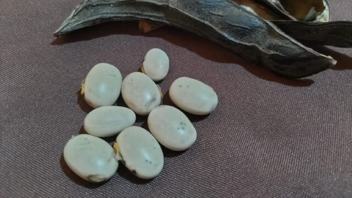 待望の完熟したムクナ豆