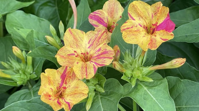 白粉花
