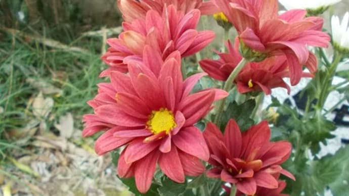 お花のバレンタイン…。