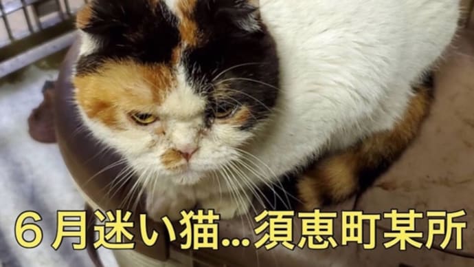 何処から来たんだ?