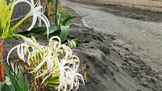 ハマユウロード
