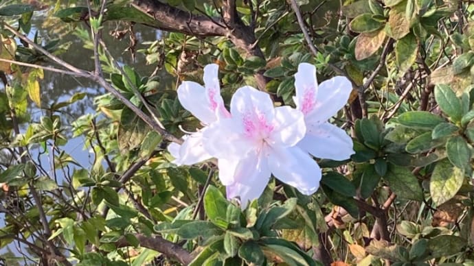 もう11月なのにサツキの花と桜が咲いていました