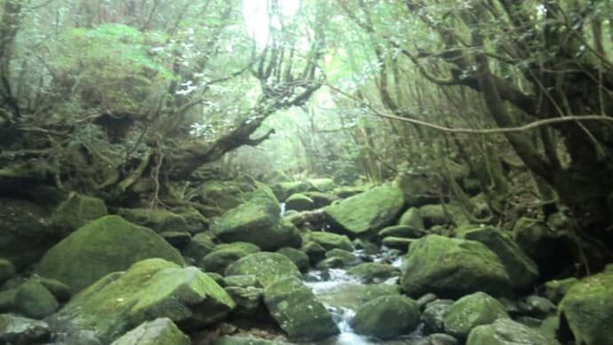 屋久島トレッキング2013 -2-