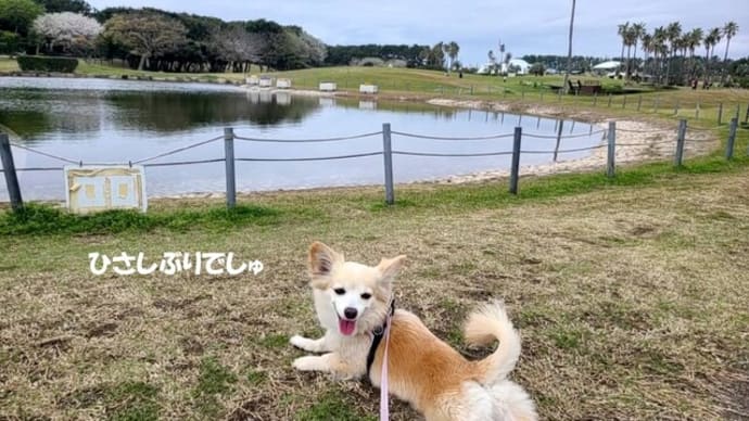 「辻堂」の公園と海で遊ぶ