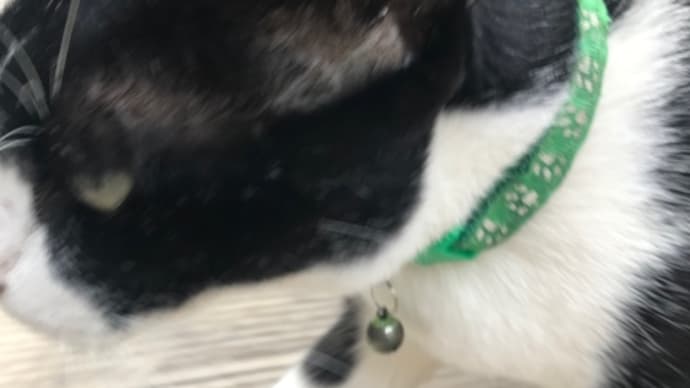 猫とトムヤムとピアス。