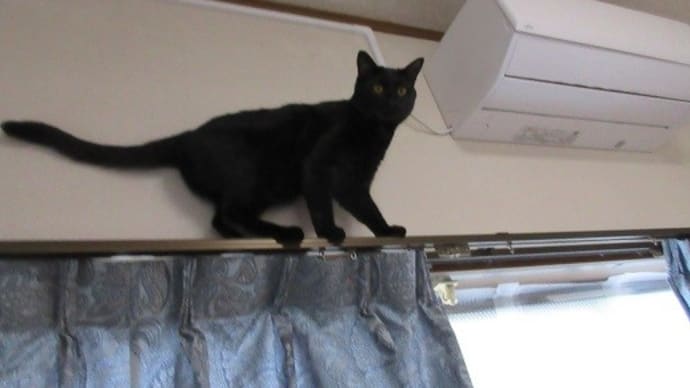 夜と昼の差で、別猫