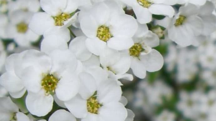 形の良く似た白い花