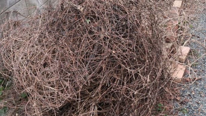 雪の重みで、モンタナ系「ピンクパーフェクション」