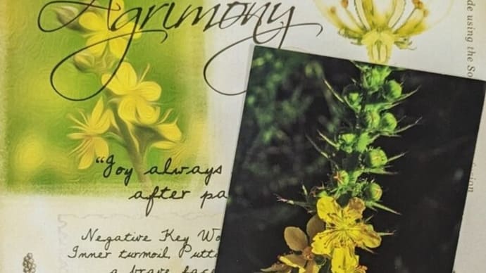 Agrimony