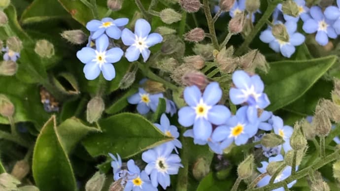 わすれな草