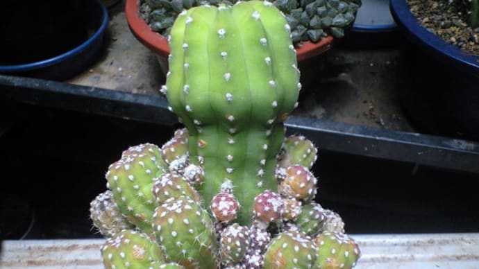 フォルモーサ(大豪丸仔吹きモンスト)も植え替えです 追記です さらに追記です