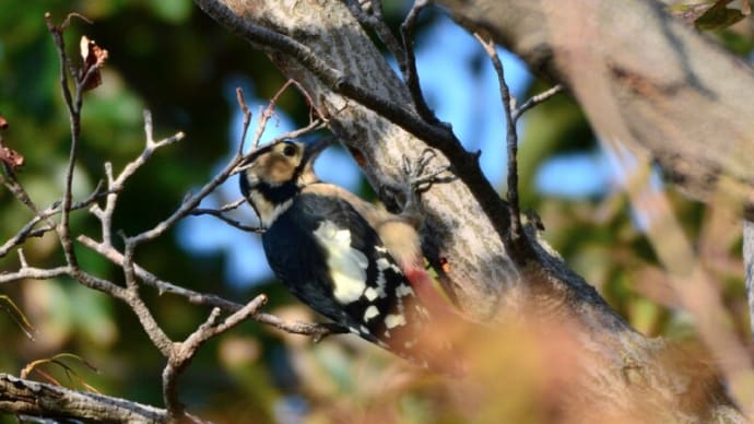粟島の野鳥たち アカゲラ