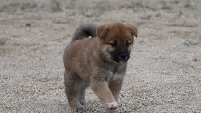 新しい飼い主さん募集中!オーナー募集中!