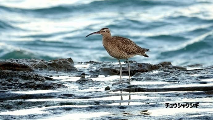 09/29探鳥記録写真:狩尾岬の鳥たち②(チュウシャクシギ三昧、)