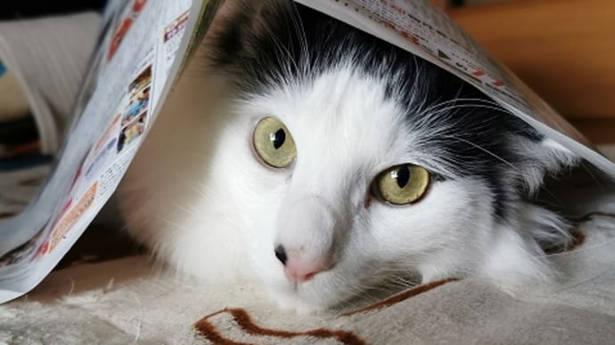 いちばんワンコっぽい猫