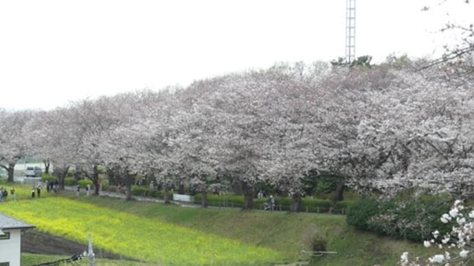 多摩の桜２０２４（２）　～町田の尾根緑道～