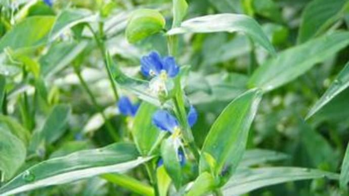 マタイ6章26~34節