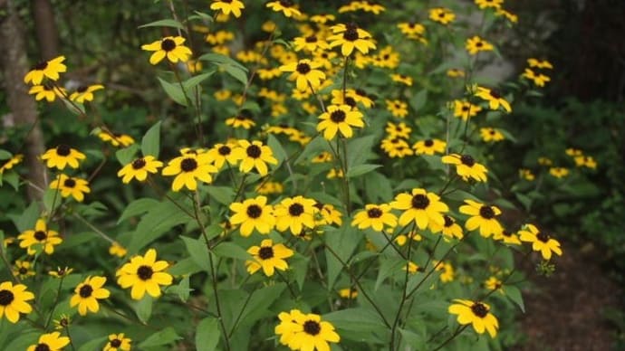 私の蚊対策☆