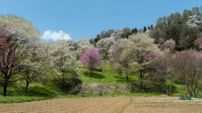 信州さくら紀行 ~3.立屋から高府二反田へ~