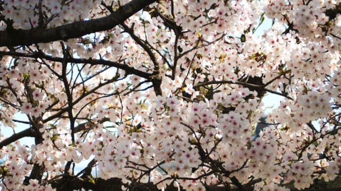 咲いてくれてありがとね