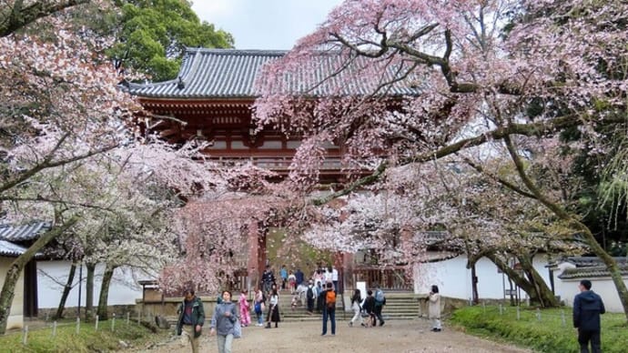 2024　醍醐の桜　伽藍＆五重の塔