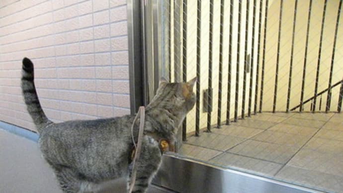 上の階に行ったら秘密の部屋を見つけましたにゃ!