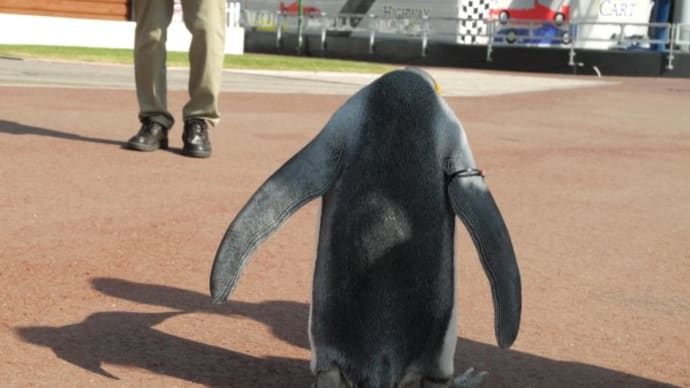 王様ペンギンのお散歩 1