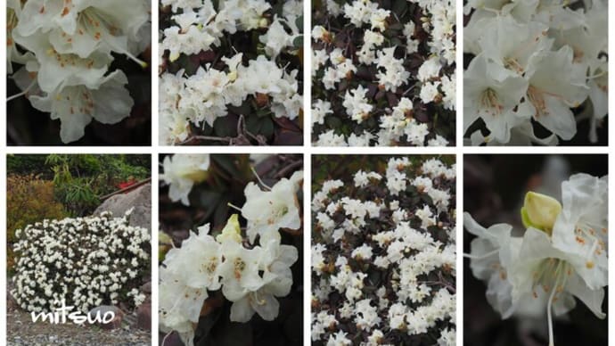 「黄花石楠花の花が咲きました」 MY GARDEN 2022.05.20日撮影