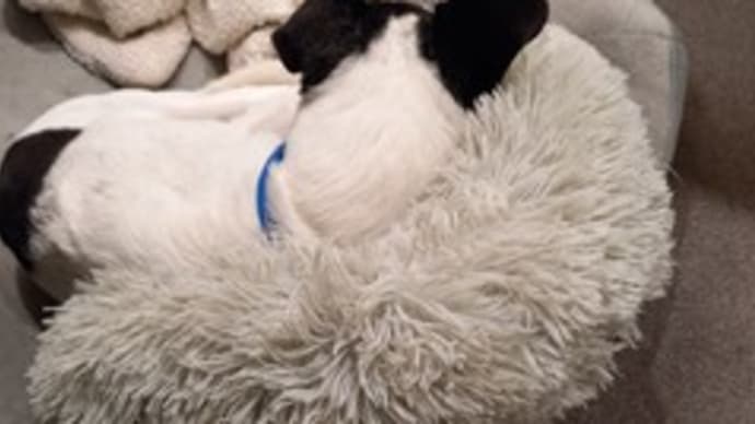 犬に万能な猫ベッド