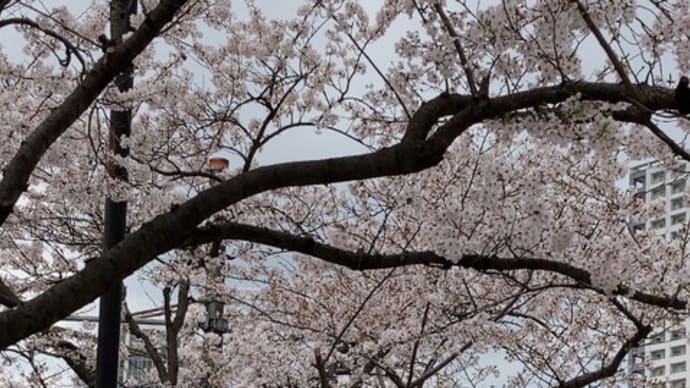 SAKURA2024