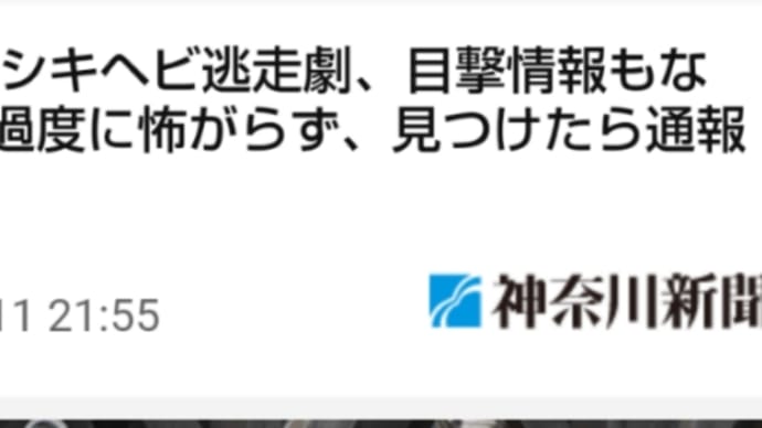 横浜・ニシキヘビ逃走劇、目撃情報もなく…「過度に怖がらず、見つけたら通報を」