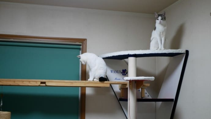 NEKO的猫実話<平行線上のフタリ>