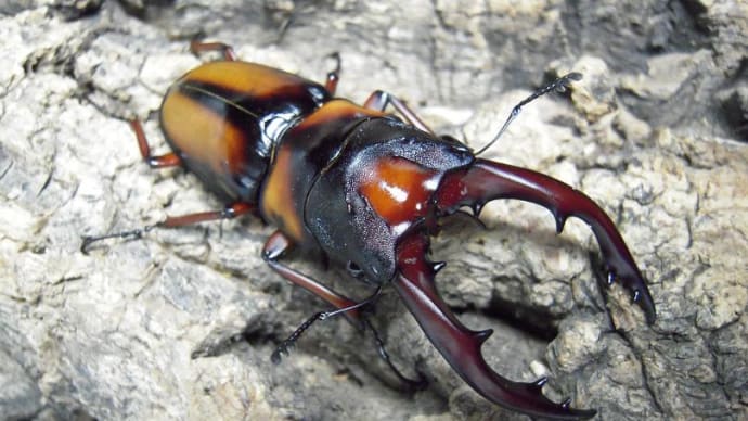 Beetls breeding BLOG