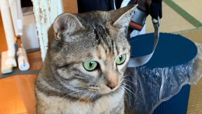 イタズラが過ぎますわ