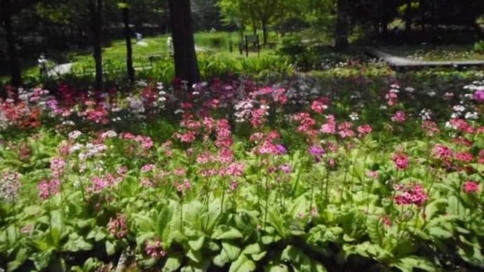 上三依水生植物園のクリンソウ 2020/6