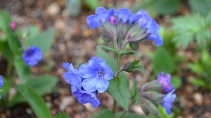 庭にブルーの花が増えてきました、バラの様子も久しぶりに！