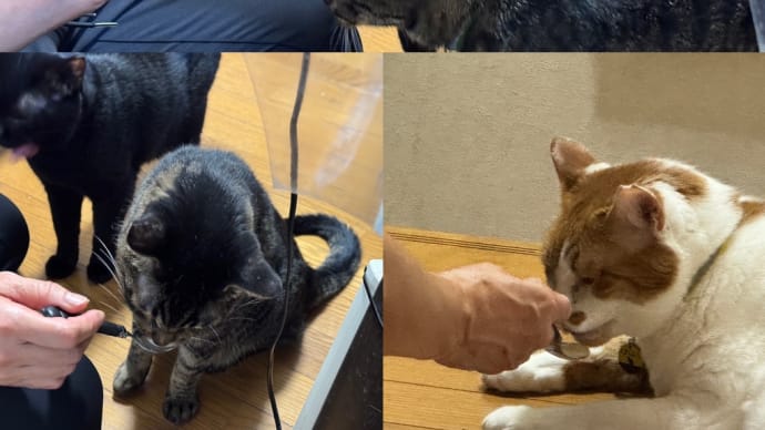 2025/7/8の歯磨きタイム
