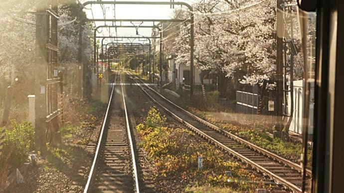 今年の桜2025#3京王井の頭線