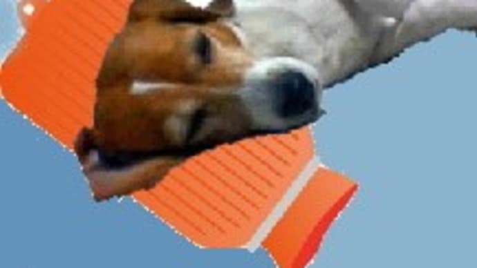 あっという間に命を落としかねない犬の熱中症!?