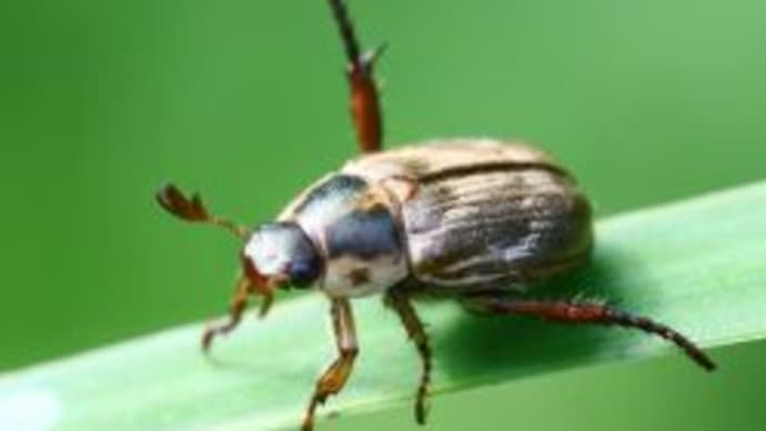 「自転車屋の生き物歳時記」!!「セマダラコガネ」!!