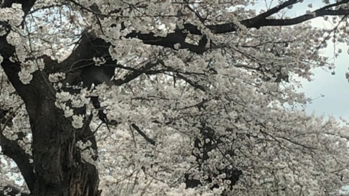 桜のバトン 高校生がつなぐ