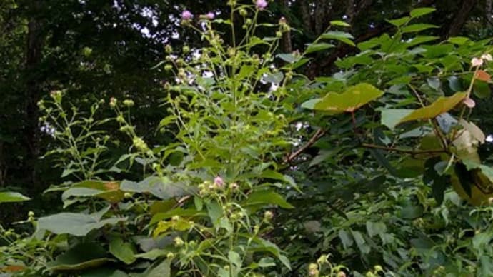 抱葉姫薊〜ダキバヒメアザミと野薊〜ノアザミ